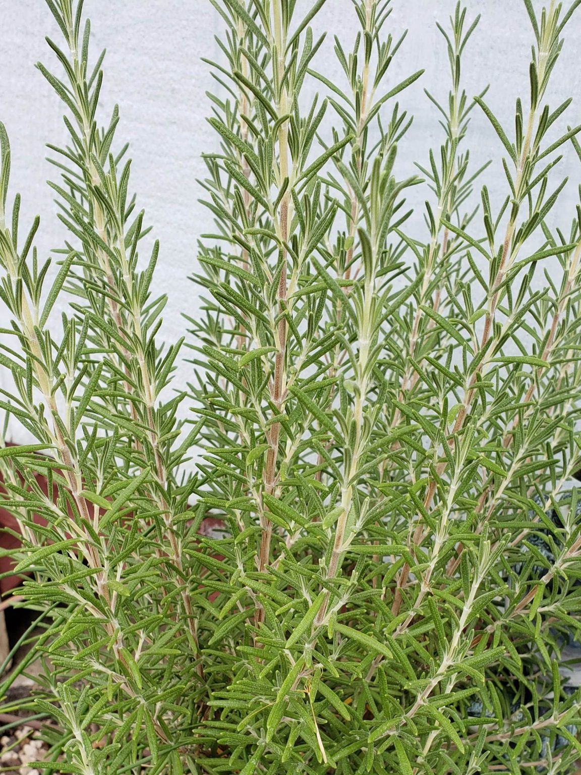 Top 5 Favorite Herbs • Grace in the Home